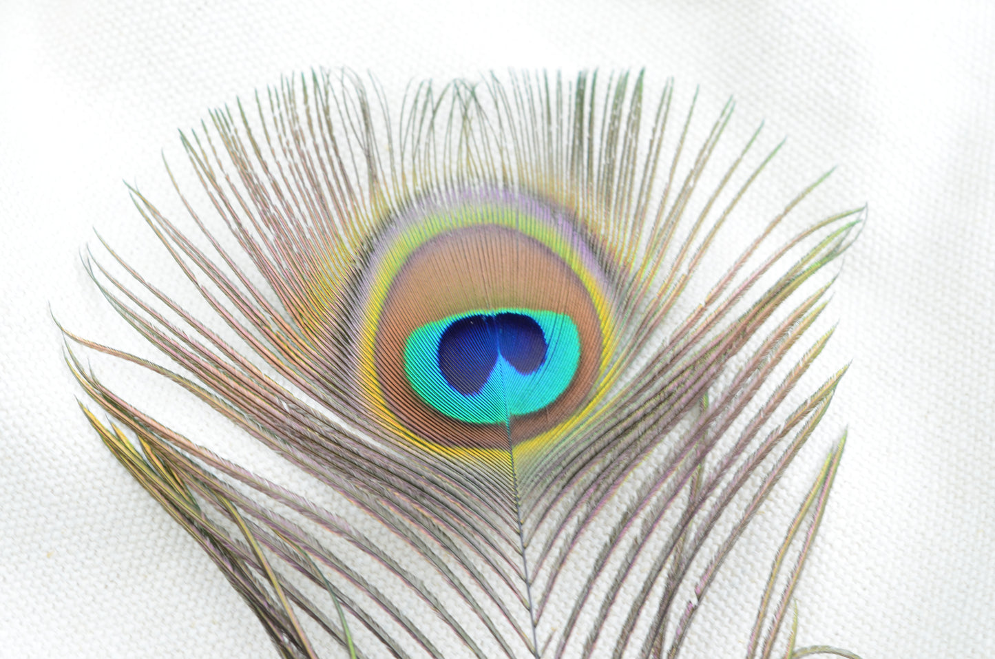 Peacock feathers