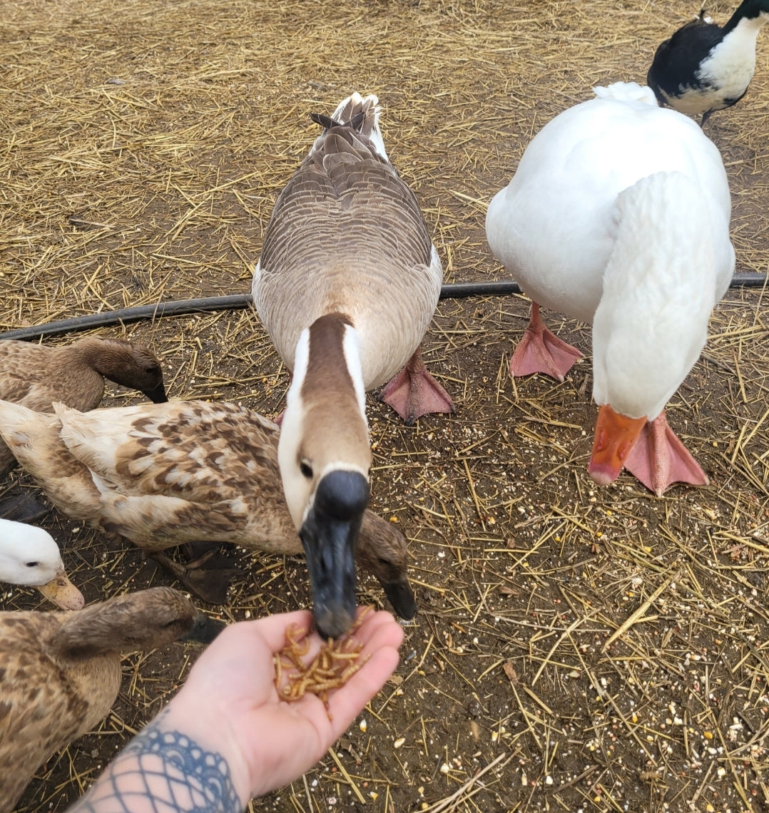 Goose Tallow Soap