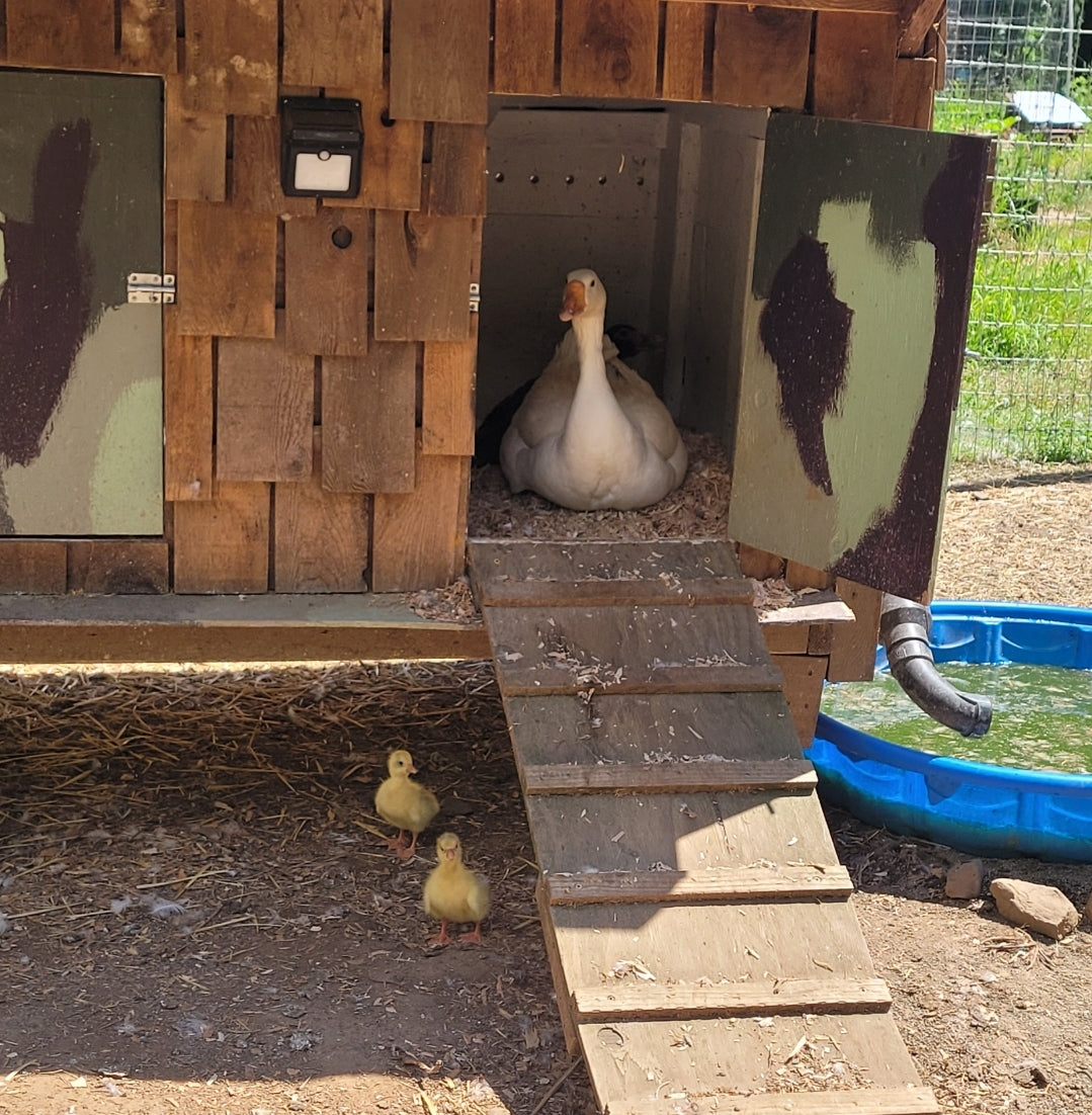 Goose Tallow Soap