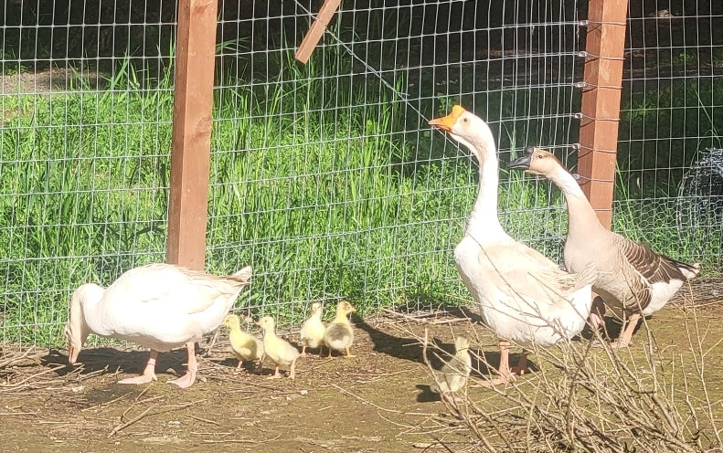 Goose Tallow Soap