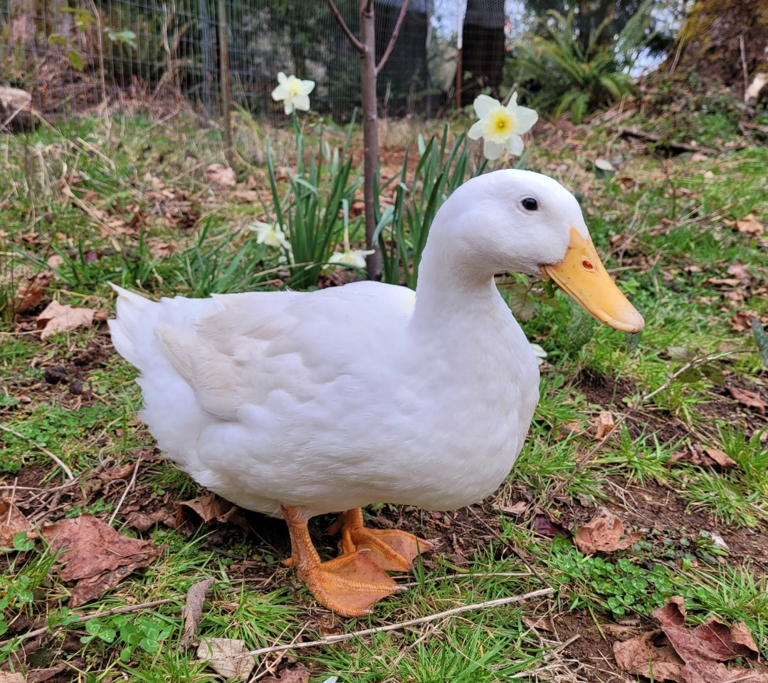 Duck Soap