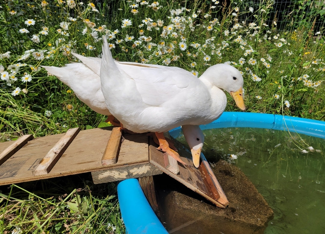 Duck Soap