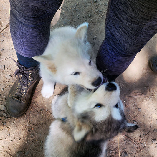 Happy Meadows Malamutes 5